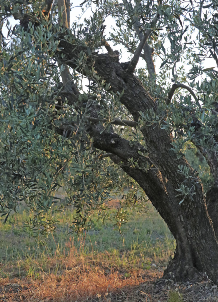 Olive trees at the sunset...Copyright © photo by Graciela Bombalova, 2019